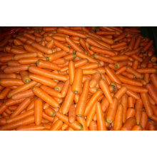 High Quality China Fresh Carrot in 10KG/Carton